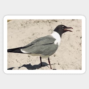 Beautiful photograph of a funny seagull with its beak open Sticker